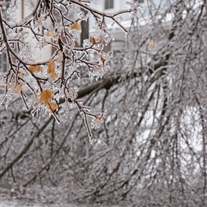 broken tree branches from texas winter storm